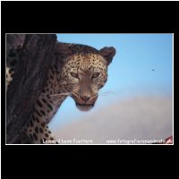 3-107 Leopard beim Fuettern.jpg